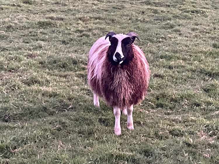 Fleece and carded wool