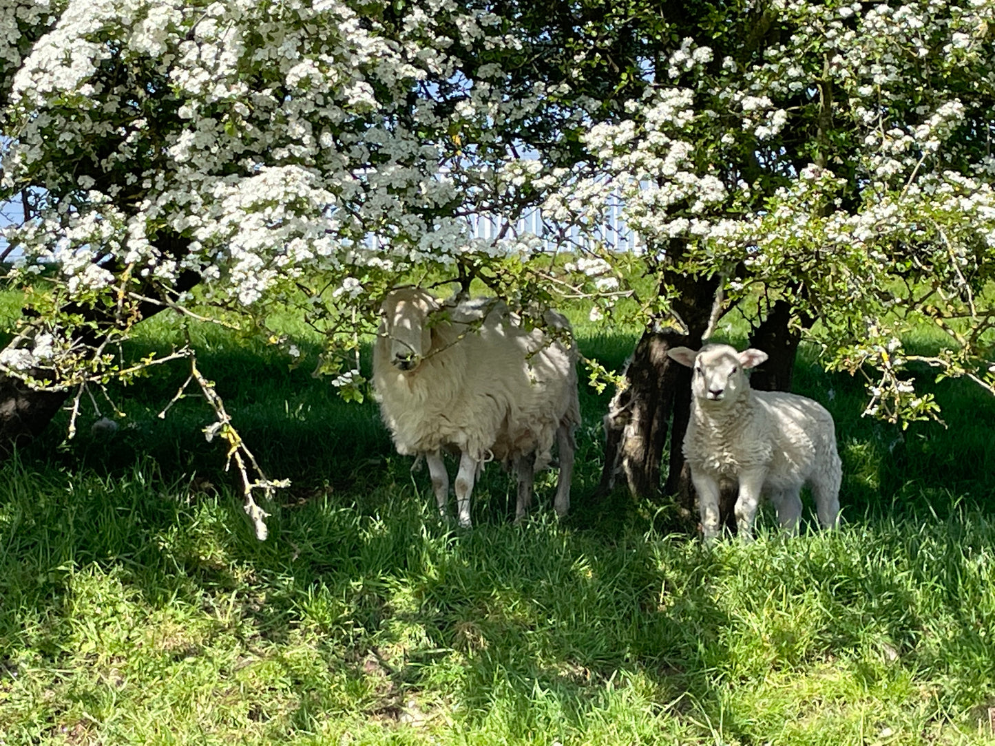 Hawthorn Shelter
