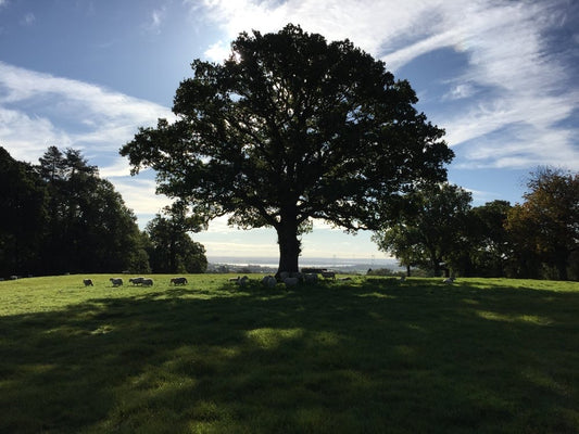 Piercefield Park
