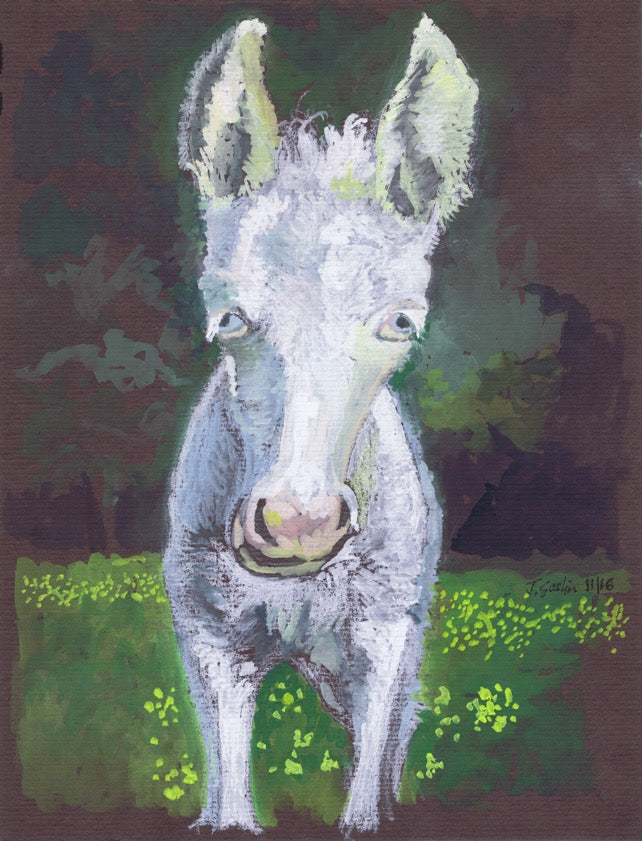 Welsh White Cob