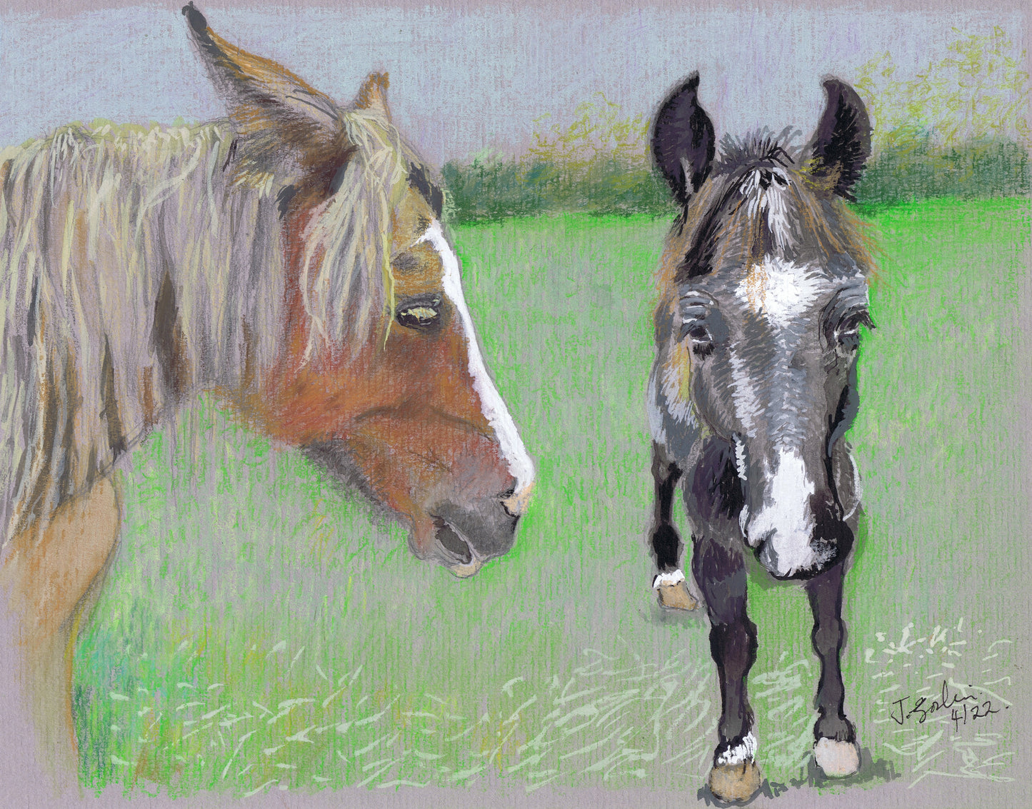 Welsh Cobs Cob Cymraeg