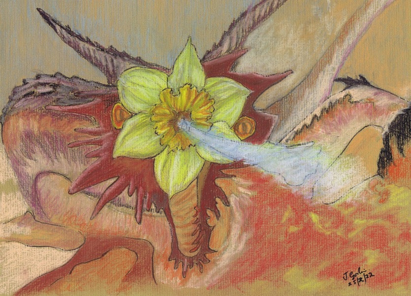 St David's Dragon Daffodil