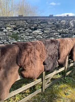 Natural Brown British Sheepskin Rug - Standard Size
