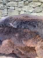 Natural Brown British Sheepskin Rug - Standard Size