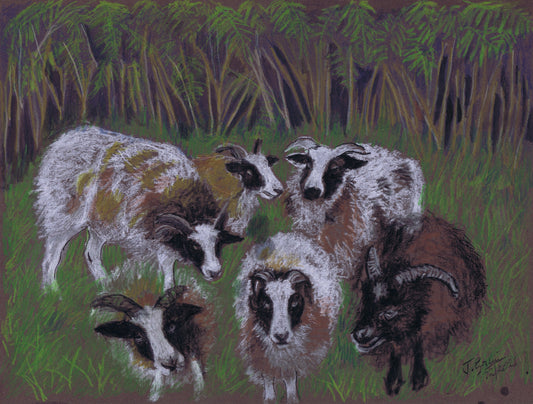 Meh Five Jacobs and a Hebridean A5 Blank Greeting Card