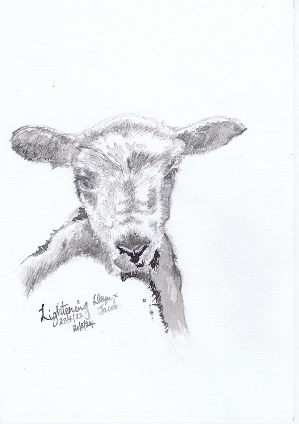 Lightening .... new lamb A5 Blank Greeting Card